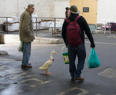  Man and Duck