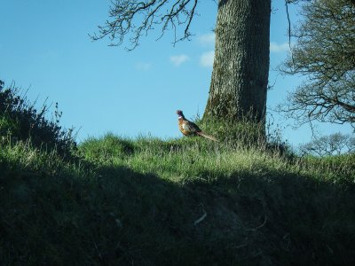 Pheasant.