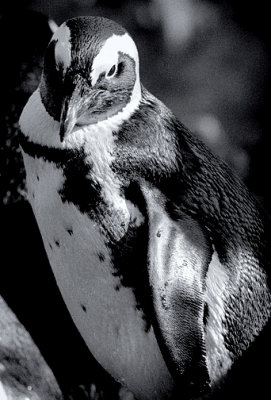 Penguin_5695.jpg