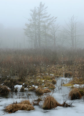 Foggy Swamp_7916.jpg