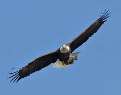 Bald Eagle with Fish_1231.jpg