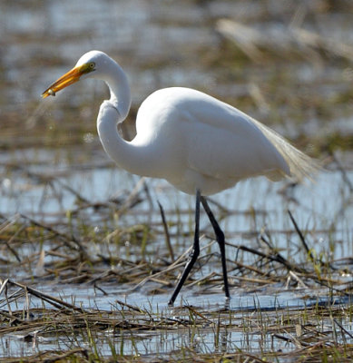Egret with Snack_1307.jpg