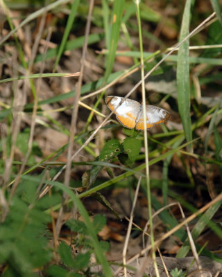 1111parkcooks 066commonmestraweb.jpg