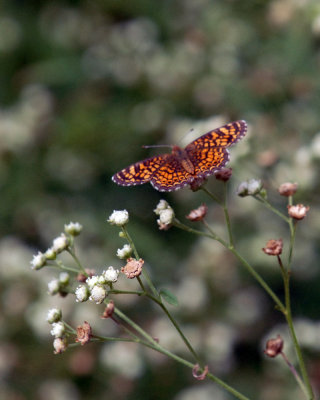 1111parkcooks 071vestacrescentweb.jpg