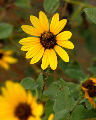 1111parkcooks 075daisyweb.jpg