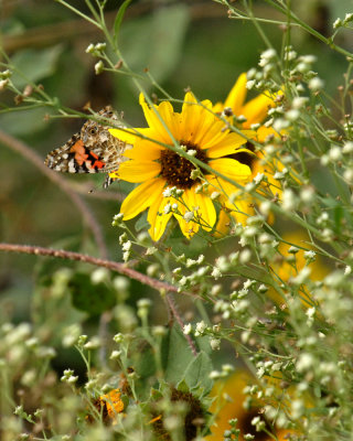 1111parkcooks 077paintedladyweb.jpg
