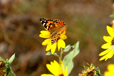1111parkcooks 084zzzzzzzpaintedladyweb.jpg
