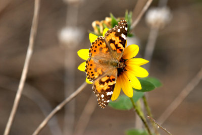 1111parkcooks 087paintedladyzzzzzzzzweb.jpg