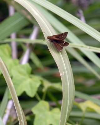 1111parkcooks 116skipperweb.jpg