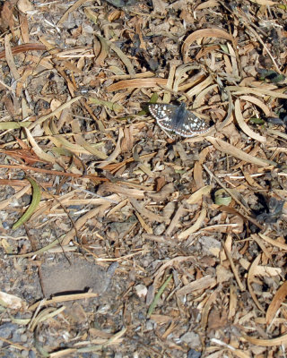 1121cooks 032commoncrescentweb.jpg