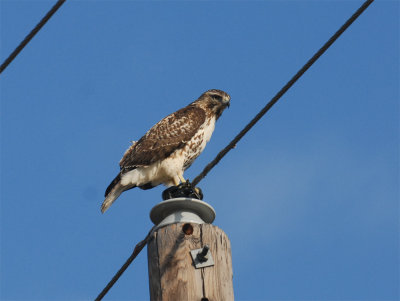 1124dilleycooks 083redtail2web copy.jpg
