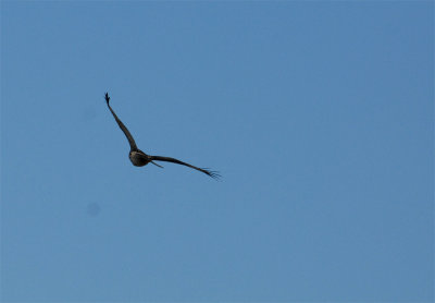 1124dilleycooks 084redtail2web copy.jpg