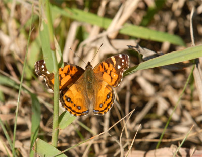 butterflies and dragonflies 2011