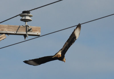 1124dilleycooks 071mexicaneagle22222222.jpg