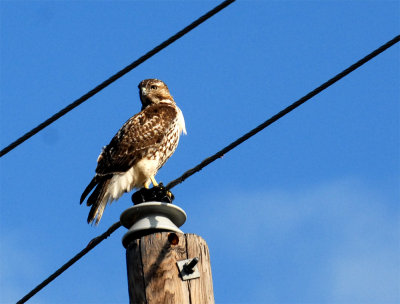 1124dilleycooks 081redtail3333333.jpg