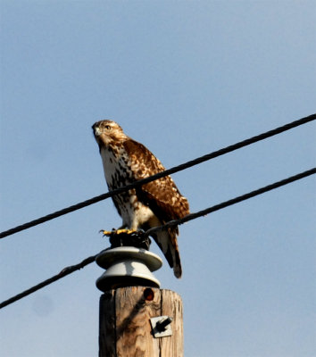 1124dilleycooks redtail33333.jpg