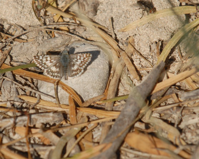 1125cooksCitypark 069commoncrescentweb.jpg