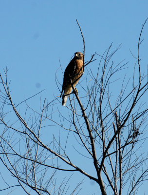 1125cooksCitypark 095redshoulderedhawk copy.jpg