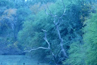 128cooks 019magictreeweb.jpg