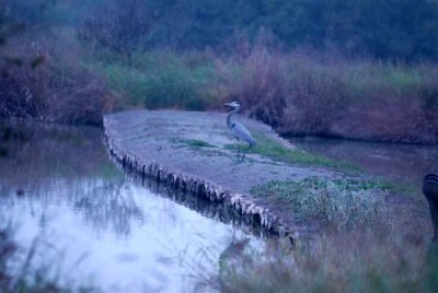 129cooksDilley 004greatblueheronweb.jpg