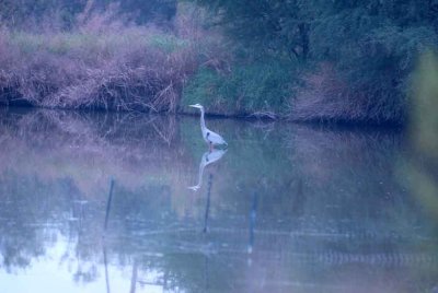 129cooksDilley 010greatblueheronweb.jpg