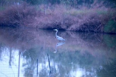 129cooksDilley 012greatblueheronweb.jpg