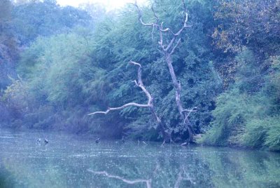 129cooksDilley 026magictreeweb.jpg