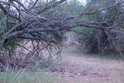 129cooksDilley 032buckweb.jpg