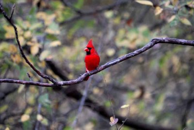 129cooksDilley 041northerncardinalweb.jpg
