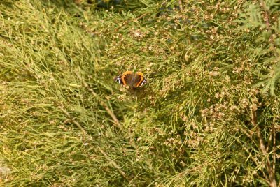1210cooks 023redadmiralweb.jpg