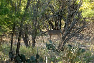 1210cooks 042deerweb.jpg