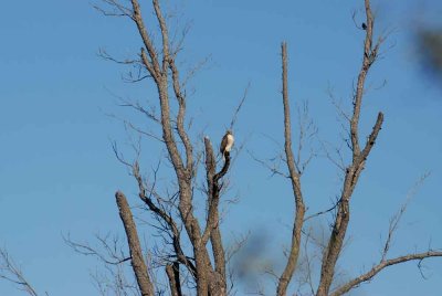 1210cooks 076raptorredtailledweb.jpg