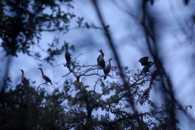 15 patchcooks 019patchdccormorantsweb.jpg