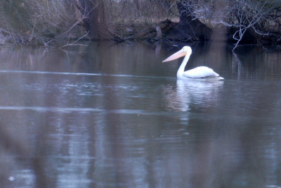 15 patchcooks 025patchwhtpelicanweb.jpg