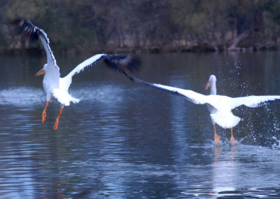 15 patchcooks 028patchwhtpelicanweb.jpg