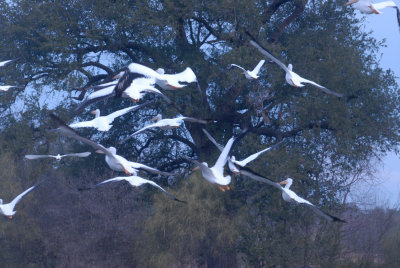 15 patchcooks 033patchwhtpelicanweb.jpg