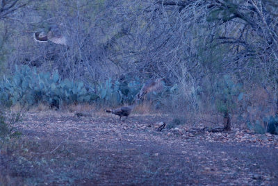 15 patchcooks 062patchwildturkweb.jpg