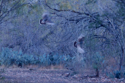 15 patchcooks 063patchwildturkeyweb.jpg