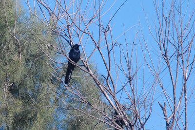 16patchcooks 001grackleweb.jpg