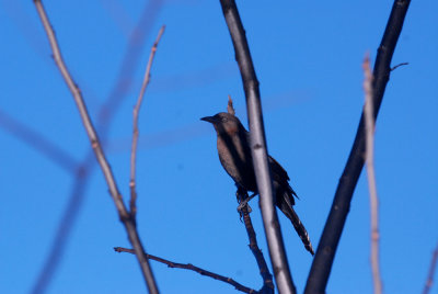 16patchcooks 002grackleweb.jpg