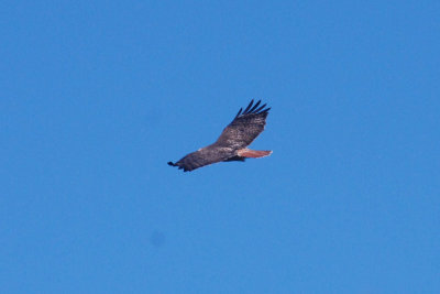 16patchcooks 015redtailweb.jpg