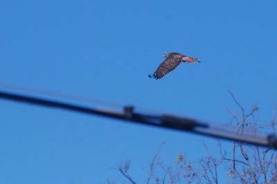 16patchcooks 019redtailweb.jpg