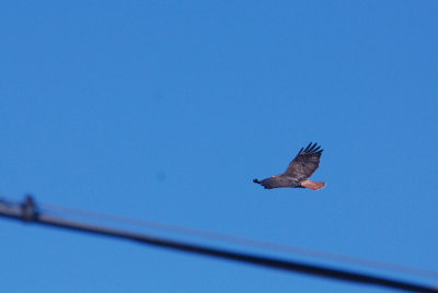 16patchcooks 020redtailweb.jpg