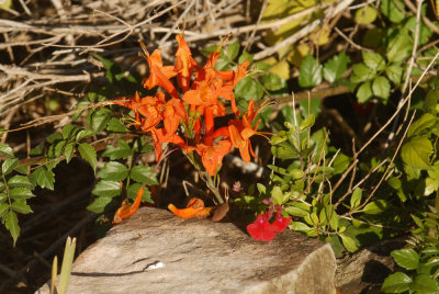 16patchcooks 031flowersweb.jpg