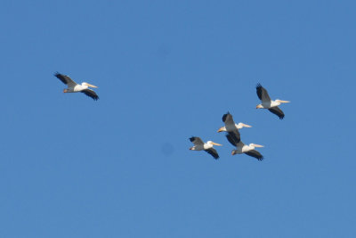 16patchcooks 053whtpelicanweb.jpg