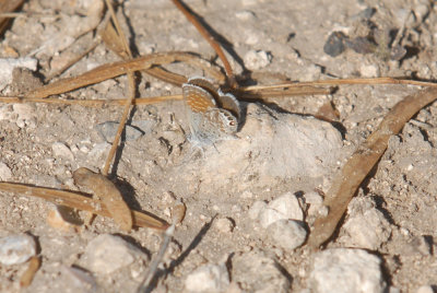 16patchcooks 139westernpygmyweb.jpg