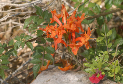16patchcooks 160flowerweb.jpg
