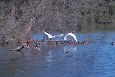 113cooksFtInge 037heronflywayweb.jpg