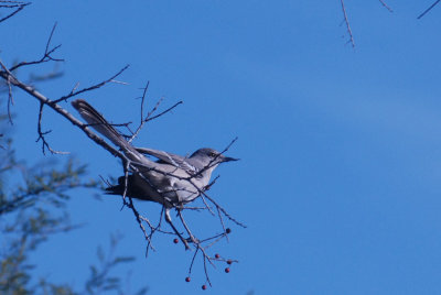 113cooksFtInge 043mockingbirdweb.jpg