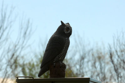 119cooks 031owlweb.jpg